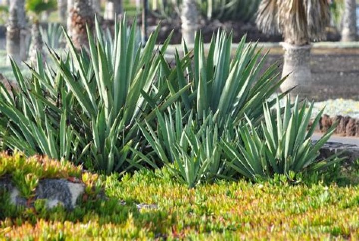 7 Outdoor Plants That Can Survive Extreme Heat, Gardening Experts Say