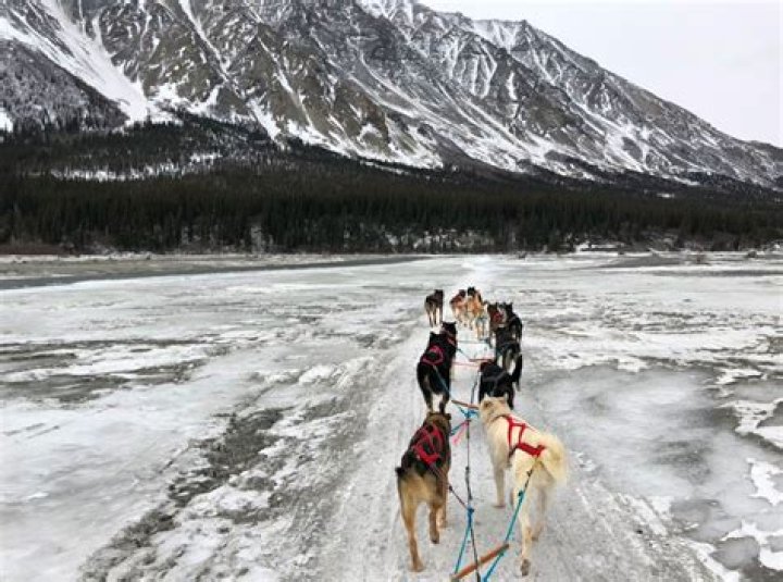 Team of Adorable Sled Dogs That Went Viral Celebrates Iditarod Finish—Photos
