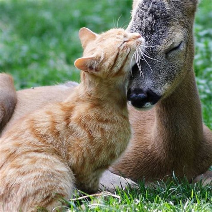 These 23 Unlikely Animal Friendships Will Melt Your Heart