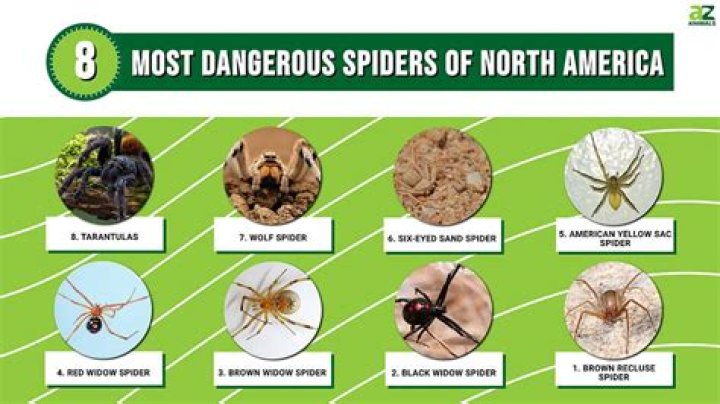 This Is How Many Types of Highly Venomous Spiders Are in Your State